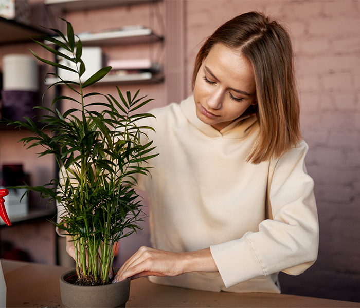 Yapay Bitki Bakımı: Doğala En Yakın Görünüm Nasıl Korunur?