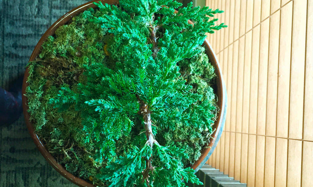 Yapay Bitki Tasarımı & Uygulaması